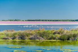 Image result for parque natural de camargue