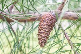 Attēlu rezultāti vaicājumam “Pinus ponderosa fruit”