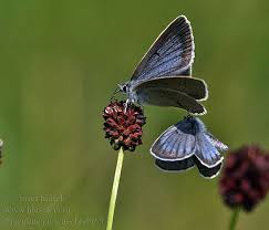Attēlu rezultāti vaicājumam “Maculinea teleius underside”