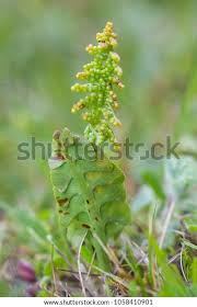 Attēlu rezultāti vaicājumam “Botrychium lunaria”