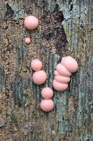 Attēlu rezultāti vaicājumam “Lycogala cf. oleocrystalliferum young”