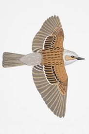 Attēlu rezultāti vaicājumam “Prunella modularis adult”