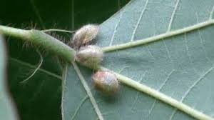 Attēlu rezultāti vaicājumam “Cribraria costata”