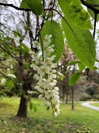 Attēlu rezultāti vaicājumam “Prunus padus var. roseiflora flower”