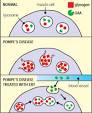 MDA / Quest Vol 10 No 2 / Pompe's Disease