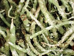 Attēlu rezultāti vaicājumam “Cladonia ochrochlora”