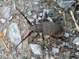 Attēlu rezultāti vaicājumam “Lamia textor”