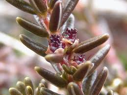 Attēlu rezultāti vaicājumam “Empetraceae”