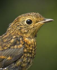 Image result for Erithacus rubecula