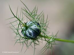 Image result for Nigella damascena