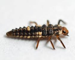 Attēlu rezultāti vaicājumam “Adalia bipunctata larva”