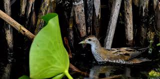 Image result for Porzana parva