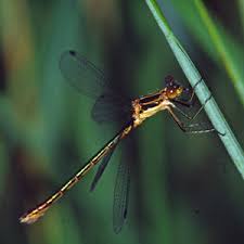 Attēlu rezultāti vaicājumam “Lestidae”