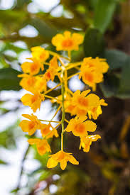 Attēlu rezultāti vaicājumam “Chrysotoxum sp.”