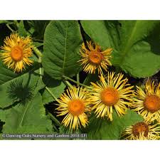 Image result for Telekia speciosa