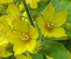 Attēlu rezultāti vaicājumam “Lysimachia vulgaris leaf”