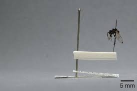 Attēlu rezultāti vaicājumam “Tetanops myopina”