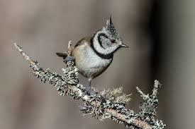 Attēlu rezultāti vaicājumam “Lophophanes cristatus”