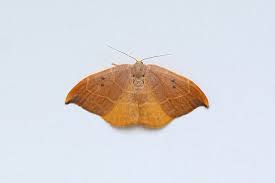 Attēlu rezultāti vaicājumam “Anacampsis blatariella”