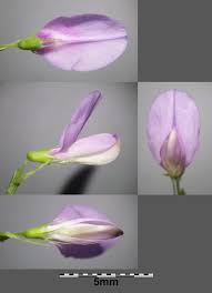 Attēlu rezultāti vaicājumam “Galega orientalis bud”