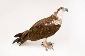 Image result for Pandion haliaetus