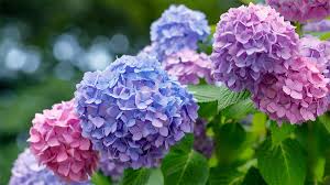 Attēlu rezultāti vaicājumam “Hydrangea”