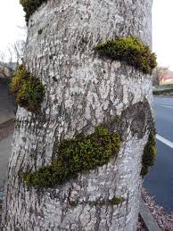 Attēlu rezultāti vaicājumam “Dicranum scoparium sporophyte”