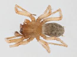 Attēlu rezultāti vaicājumam “Tegenaria sp.”