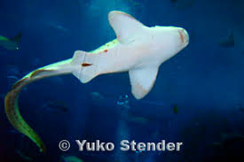 Image result for Stegostoma tigrinum