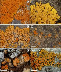 Attēlu rezultāti vaicājumam “Xanthoria fulva”
