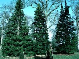 Attēlu rezultāti vaicājumam “Abies veitchii”