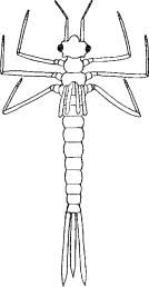 Attēlu rezultāti vaicājumam “Cordulidae”