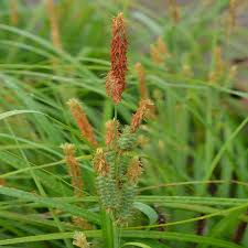 Attēlu rezultāti vaicājumam “Carex dioica male flower”