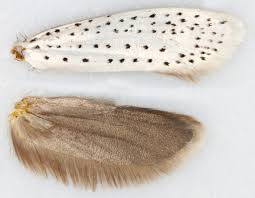 Attēlu rezultāti vaicājumam “Yponomeuta evonymella larva”