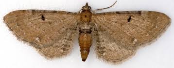 Attēlu rezultāti vaicājumam “Eupithecia icterata female”