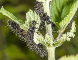 Attēlu rezultāti vaicājumam “Araschnia levana larva”