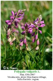 Attēlu rezultāti vaicājumam “Polygala comosa flower”