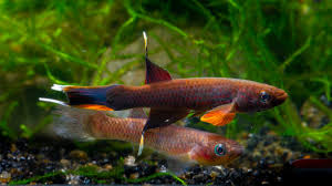 Image result for Aphyosemion