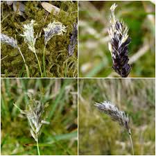 Attēlu rezultāti vaicājumam “Sesleria caerulea flower”