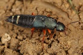 Attēlu rezultāti vaicājumam “Platydracus fulvipes”