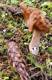 Attēlu rezultāti vaicājumam “Gyromitra infula”