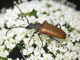 Attēlu rezultāti vaicājumam “Paracorymbia maculicornis”