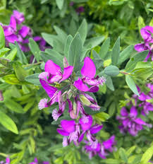 Attēlu rezultāti vaicājumam “Polygala comosa leaf”