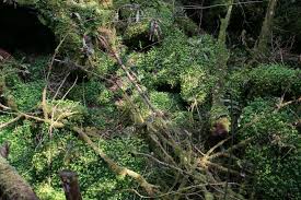 Attēlu rezultāti vaicājumam “Chrysosplenium alternifolium leaf”