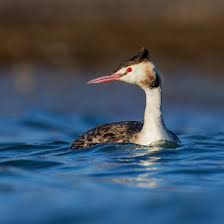 Attēlu rezultāti vaicājumam “Podiceps cristatus”