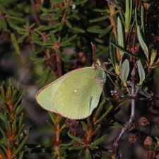 Attēlu rezultāti vaicājumam “Colias palaeno”