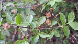Attēlu rezultāti vaicājumam “Euonymus verrucosus”