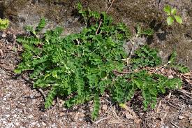 Attēlu rezultāti vaicājumam “Astragalus glycyphyllos”