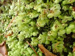 Attēlu rezultāti vaicājumam “Scapania nemorea”