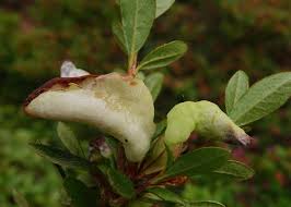 Attēlu rezultāti vaicājumam “Exobasidium splendidum”